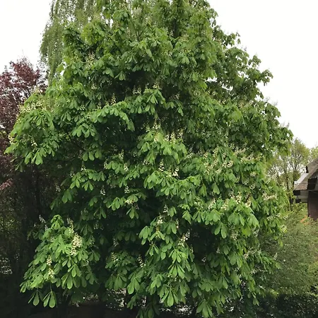 Steuerbordkajuete Lägenhet
