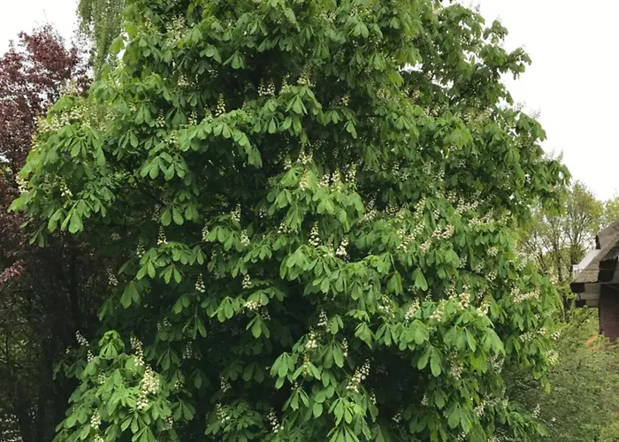 Steuerbordkajuete 아파트